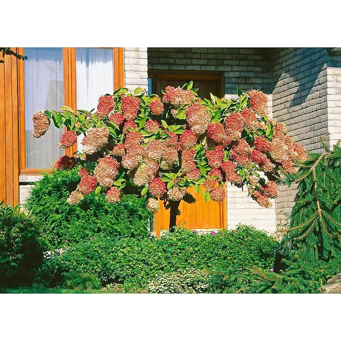 Pflanzen für dich Rispen-Hortensie 60-100 cm - Hydrangea paniculata 'Grandiflora', Weiß - Ein wunderschöner Hortensienbaum mit reichlichen rosa-cremefarbenen Blütenbüscheln, gepflanzt in einem üppigen Garten vor einem Haus.
