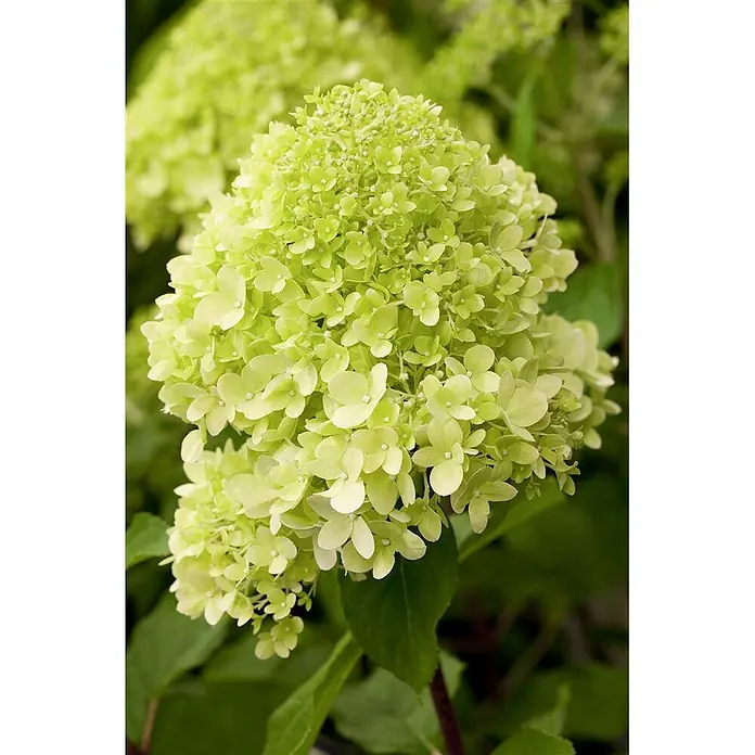 Pflanzen für dich Rispen-Hortensie 40-60 cm - Hydrangea paniculata 'Limelight', Grün - Eine lebendige limettengrüne Hortensienblüte mit zahlreichen kleinen Blüten, die eine volle, kegelförmige Dolde bilden.