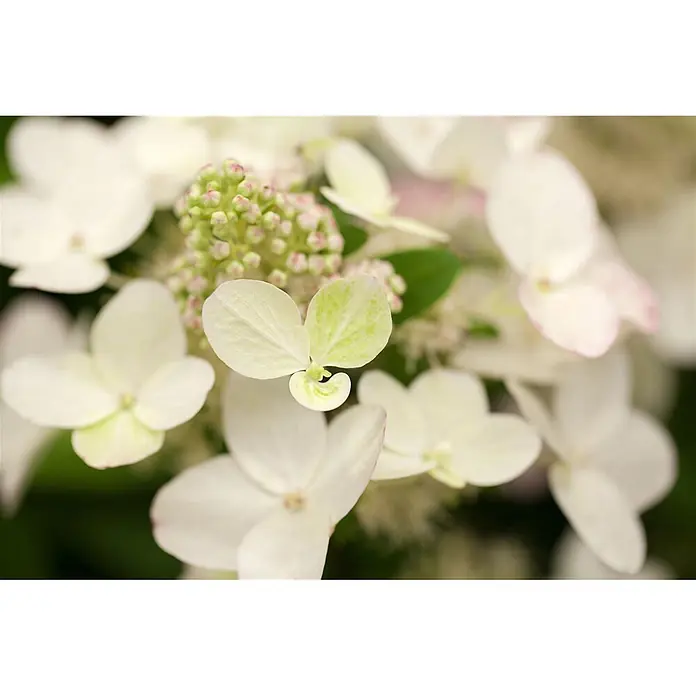Pflanzen für dich Rispen-Hortensie 30-40 cm - Hydrangea paniculata 'Magical Fire', Weiß - Nahaufnahme von weißen und hellgrünen Hortensienblüten mit sichtbaren Knospen im Hintergrund.