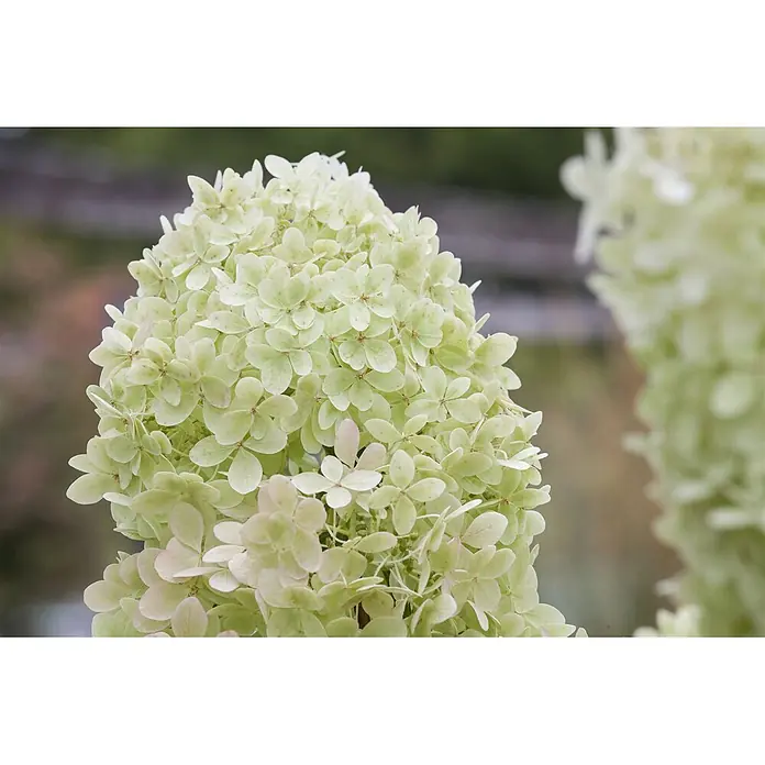 Pflanzen für dich Rispen-Hortensie 40-60 cm - Hydrangea paniculata 'Limelight', Grün - Nahaufnahme einer konischen Ansammlung hellgrüner und blassgelber Blüten mit zarten Rosatönen und einer unscharfen Blüte im Hintergrund.