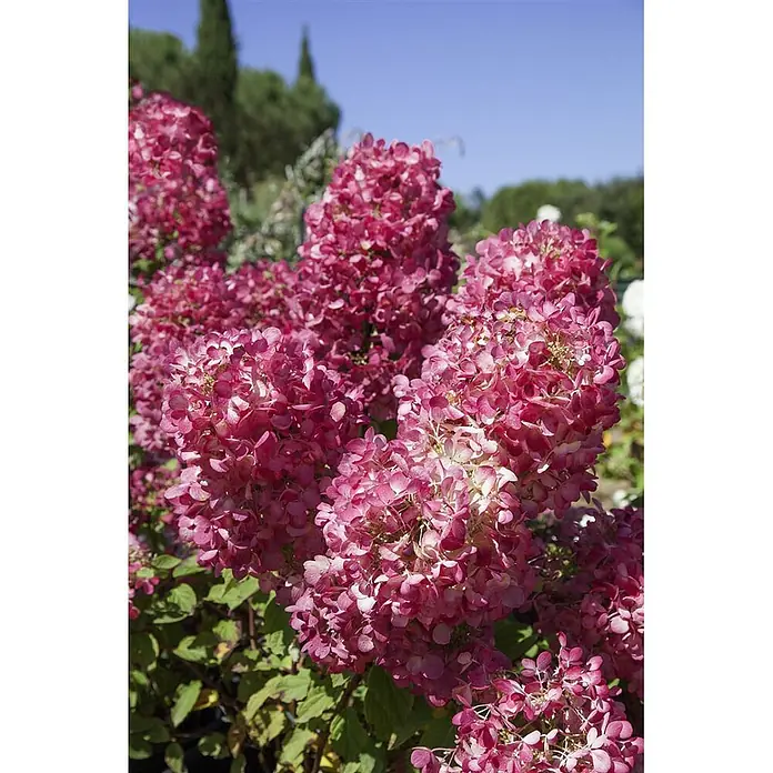 Pflanzen für dich Rispen-Hortensie 30-40 cm - Hydrangea paniculata 'Magical Fire', Weiß - Leuchtend rosa Rispenhortensien mit zahlreichen kegelförmigen Blüten in einem sonnigen Garten.
