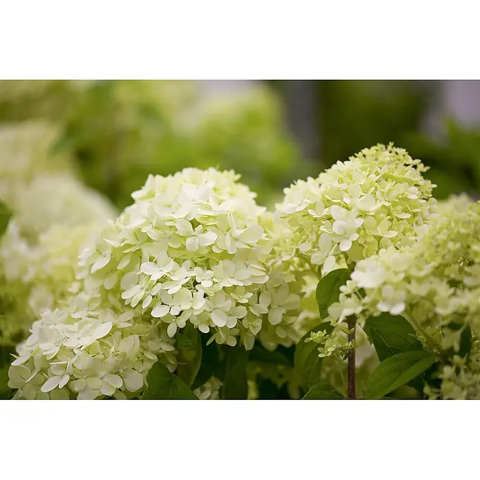 Pflanzen für dich Rispen-Hortensie 40-60 cm - Hydrangea paniculata 'Limelight', Grün - Nahaufnahme von hellgrünen Hortensienblüten mit zahlreichen kleinen Blütenblättern.
