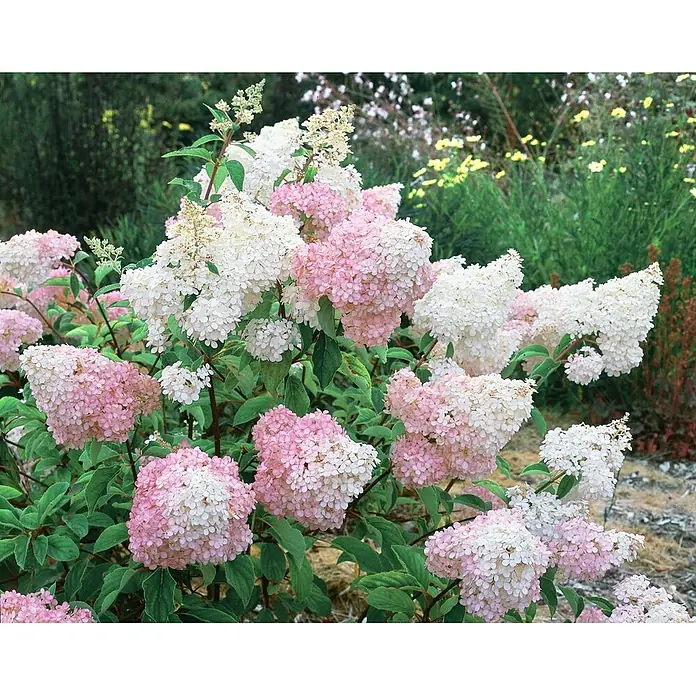 Pflanzen für dich Rispen-Hortensie 40-60 cm - Hydrangea paniculata 'Vanille-Fraise', Mehrfarbig - Ein lebhafter Rispenhortensienstrauch mit zahlreichen rosa-weißen, kegelförmigen Blüten im Garten.