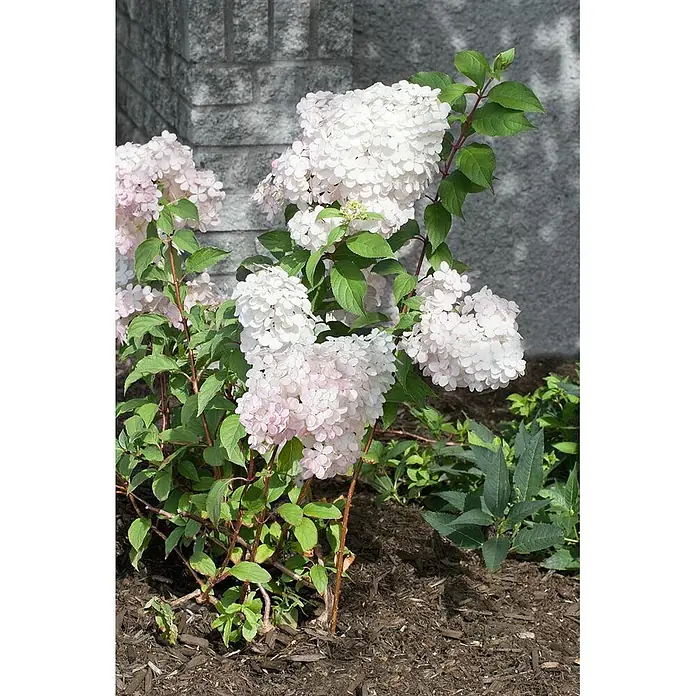 Pflanzen für dich Rispen-Hortensie 40-60 cm - Hydrangea paniculata 'Vanille-Fraise', Mehrfarbig - Hortensienpflanze mit weißen und rosa Blüten und grünen Blättern in einer Gartenumgebung.