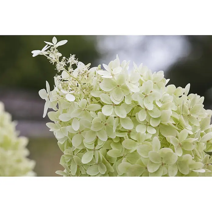 Pflanzen für dich Rispen-Hortensie 40-60 cm - Hydrangea paniculata 'Limelight', Grün - Eine Gruppe hellgrüner und weißer Hortensienblüten mit kleineren fruchtbaren Blüten.