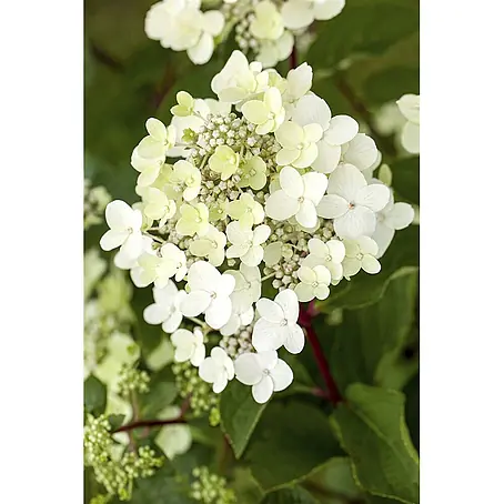 Pflanzen für dich  Rispen-Hortensie 125-150 cm