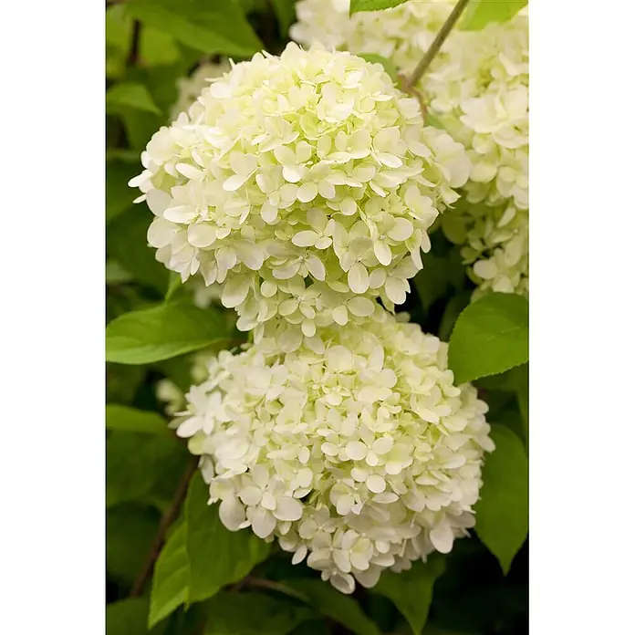 Pflanzen für dich Rispen-Hortensie 40-60 cm - Hydrangea paniculata 'Limelight', Grün - Weiß-grüne Hortensienblüten in voller Blüte an einer Pflanze.
