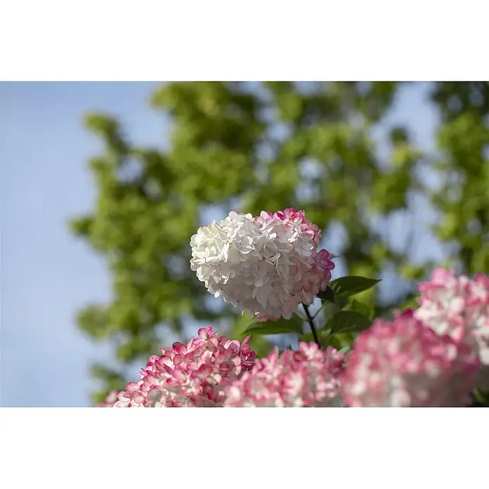 Pflanzen für dich Rispen-Hortensie 40-60 cm - Hydrangea paniculata 'Vanille-Fraise', Mehrfarbig - Weiße und rosa Hortensienblüten blühen an einer Pflanze.