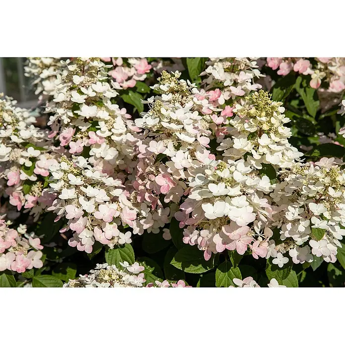 Pflanzen für dich Rispen-Hortensie 40-60 cm - Hydrangea paniculata 'Early Harry', Weiß - Nahaufnahme von weißen und rosa Rispenhortensienblüten in voller Blüte mit grünen Blättern.