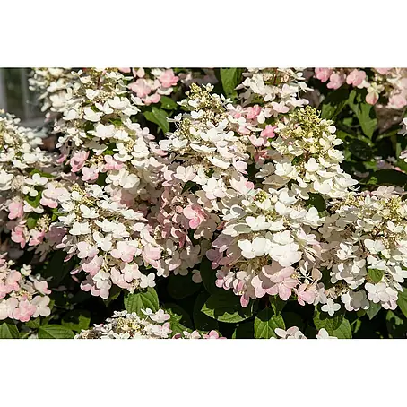 Pflanzen für dich  Rispen-Hortensie 40-60 cm