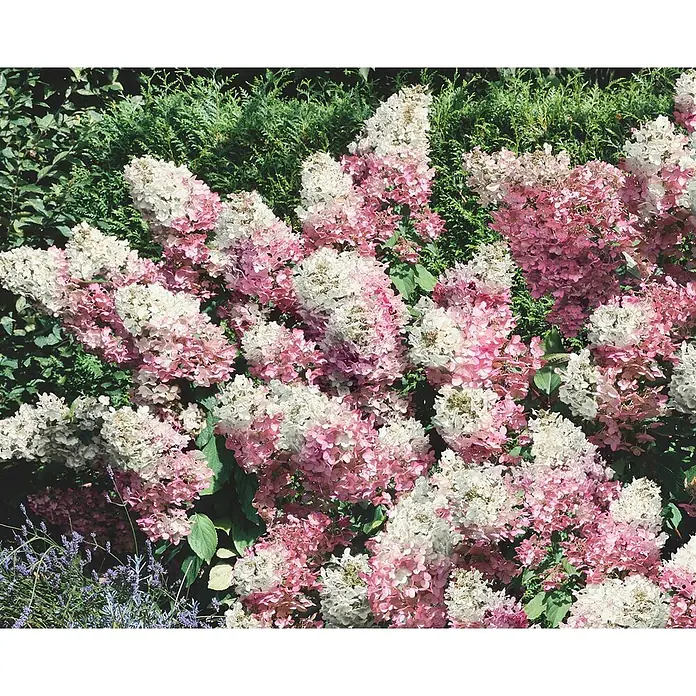 Pflanzen für dich Rispen-Hortensie 40-60 cm - Hydrangea paniculata 'Vanille-Fraise', Mehrfarbig - Dichte Blütenrispen von Weiß zu Rosé verlaufend, ein lebendiges Gartenbild schaffend.