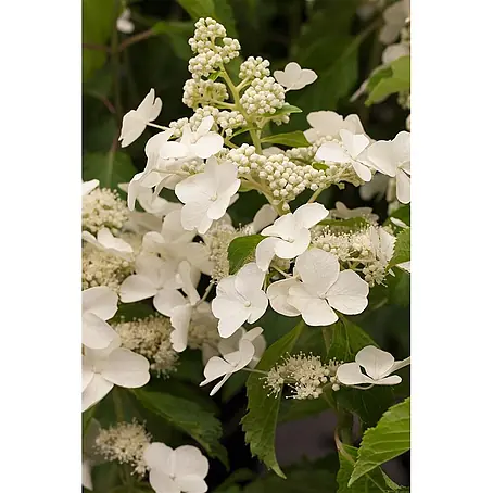 Pflanzen für dich  Rispen-Hortensie 5 l 30-40 cm
