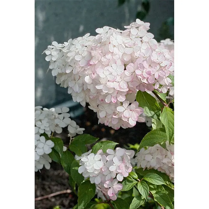Pflanzen für dich Rispen-Hortensie 125-150 cm - Hydrangea paniculata 'Vanille-Fraise', Mehrfarbig - Ein Blütenstand weißer und rosafarbener Blüten mit grünen Blättern in einem Garten.