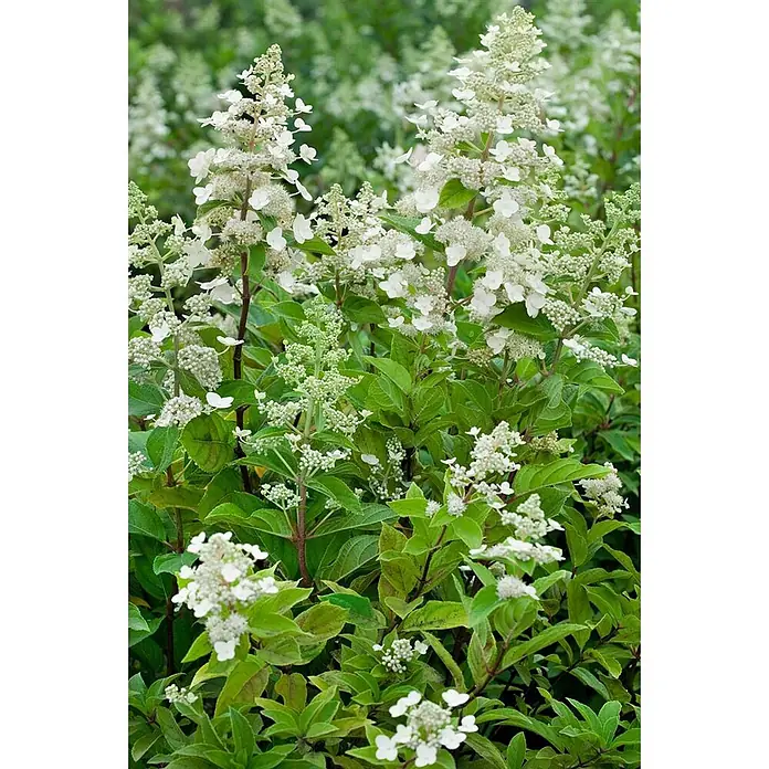 Pflanzen für dich Rispen-Hortensie 100-125 cm - Hydrangea paniculata 'Unique', Weiß - Üppige weiße Rispenhortensien mit kegelförmigen Blütenständen und lebhaft grünem Laub.
