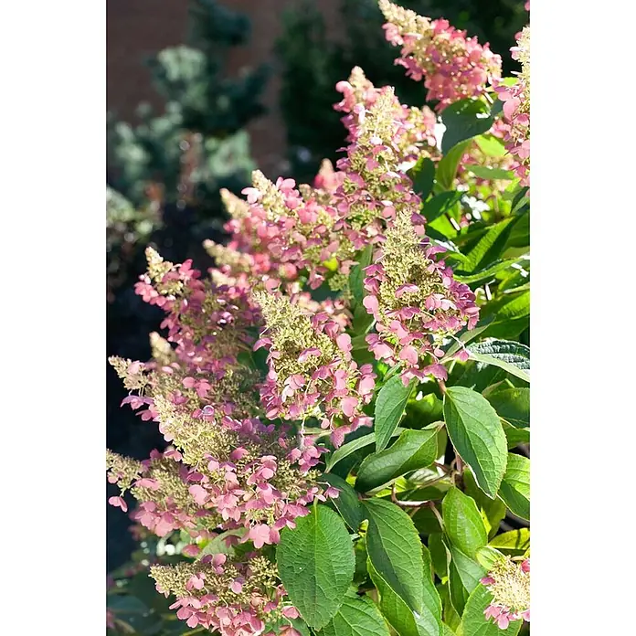 Pflanzen für dich Rispen-Hortensie 40-60 cm - Hydrangea paniculata 'Pink Lady', Rosa - Nahaufnahme einer blühenden Pflanze mit konischen Büscheln aus rosa-grünen Blüten und grünen Blättern.