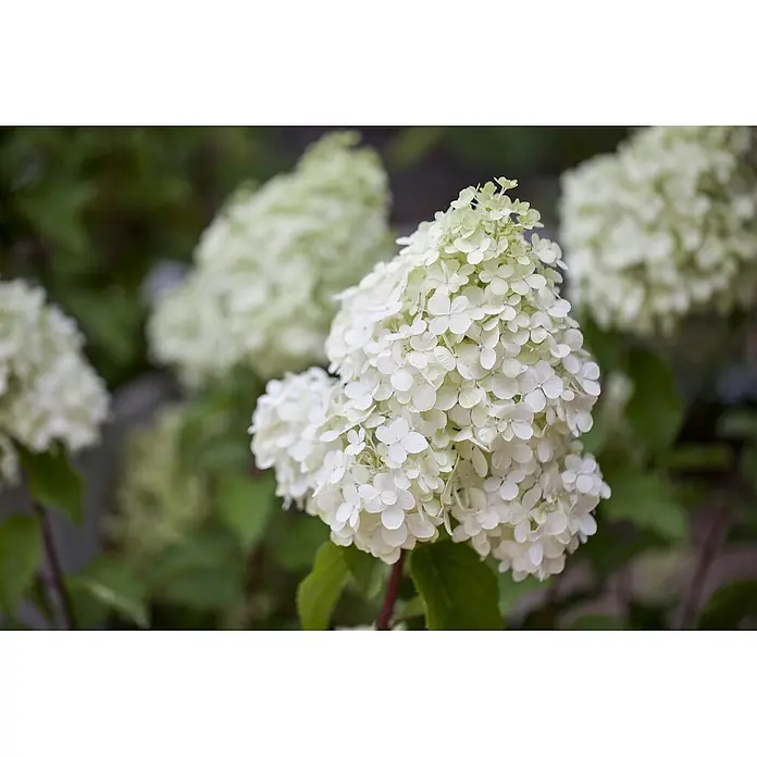 Pflanzen für dich Rispen-Hortensie 40-60 cm - Hydrangea paniculata 'Polar Bear', Weiß - Nahaufnahme von weißen und hellgrünen Hortensienblüten an einem Busch, mit verschwommenen Blüten im Hintergrund.