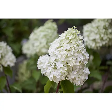 Pflanzen für dich  Rispen-Hortensie 60-80 cm