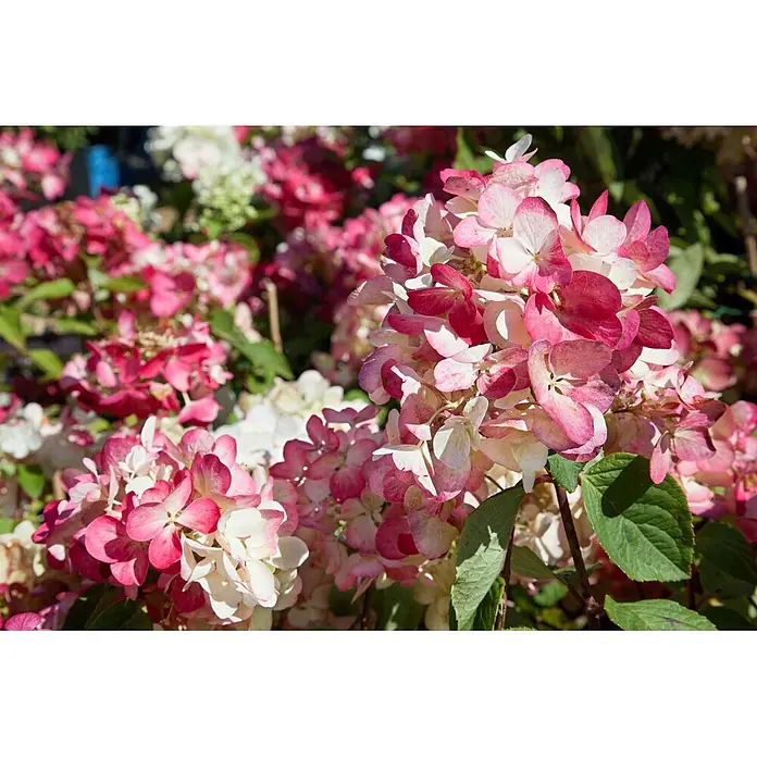 Pflanzen für dich Rispen-Hortensie 40-60 cm - Hydrangea paniculata 'Diamantino', Weiß - Gebündelte rosa und weiße Hortensienblüten in einem sonnigen Garten.
