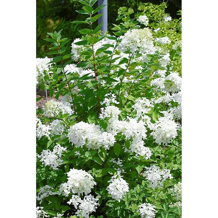 Pflanzen für dich Rispen-Hortensie 40-60 cm - Hydrangea paniculata 'Polar Bear', Weiß - Weiß blühender Hortensienstrauch mit grünen Blättern, üppig blühend.