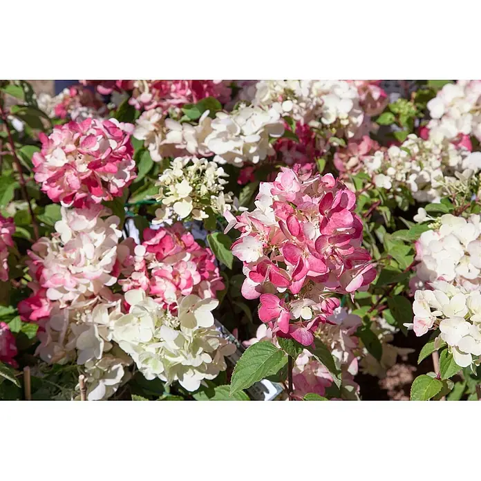Pflanzen für dich Rispen-Hortensie 40-60 cm - Hydrangea paniculata 'Diamantino', Weiß - Lebendige rosa und weiße Hortensien in voller Blüte, mit üppigen grünen Blättern.