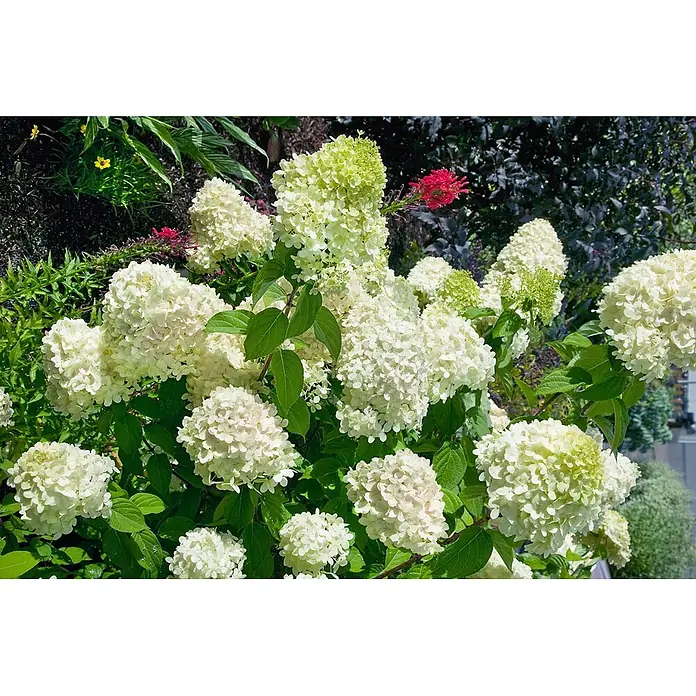 Pflanzen für dich Rispen-Hortensie 100-125 cm - Hydrangea paniculata 'Magical Mont Blanc', Weiß - Üppige weiß-hellgrüne Hortensienblüten an einem Busch im Garten.
