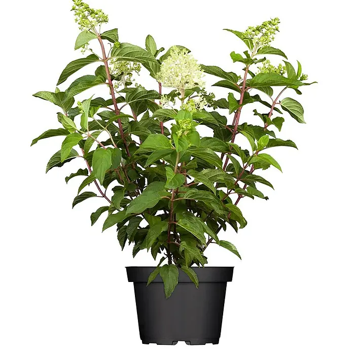 Pflanzen für dich Rispen-Hortensie 60-100 cm - Hydrangea paniculata 'Limelight', Grün - Topfpflanze mit grünen Blättern und hellgrünen Blüten in einem schwarzen Topf.