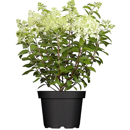 Pflanzen für dich  Rispen-Hortensie 40-60 cm