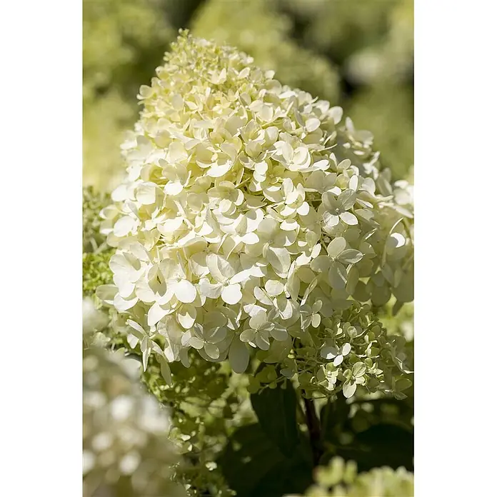 Pflanzen für dich Rispen-Hortensie 100-125 cm - Hydrangea paniculata 'Magical Mont Blanc', Weiß - Große, konische, weiße Hortensienblüte mit zarten Einzelblüten, die leicht grünlich schimmern.