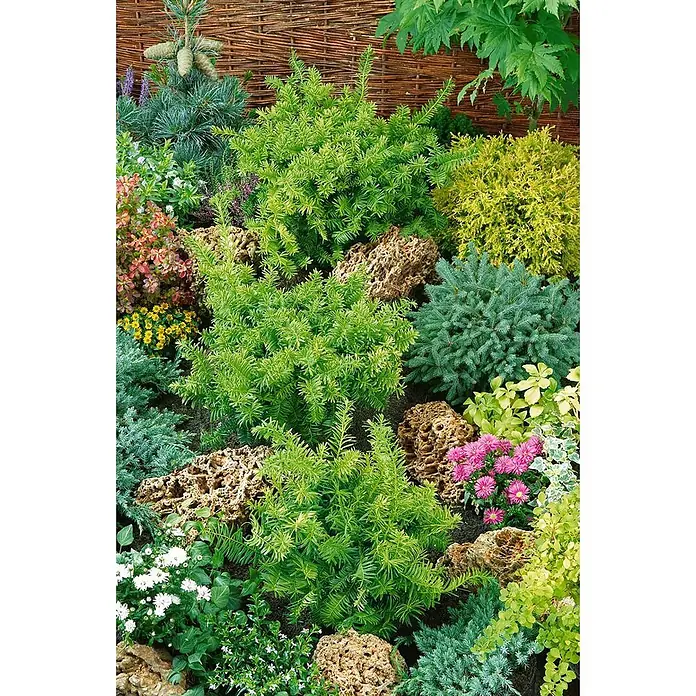 Pflanzen für dich Heimische Eibe 25-30 cm - Taxus baccata 'Summergold', Aktuelle Wuchshöhe: 25 cm - 30 cm - Ein lebendiges Gartenbeet mit einer Vielfalt an grünen, gelben und blauen Koniferen, Blütenpflanzen und dekorativen porösen Steinen vor einem Weidenzaun.