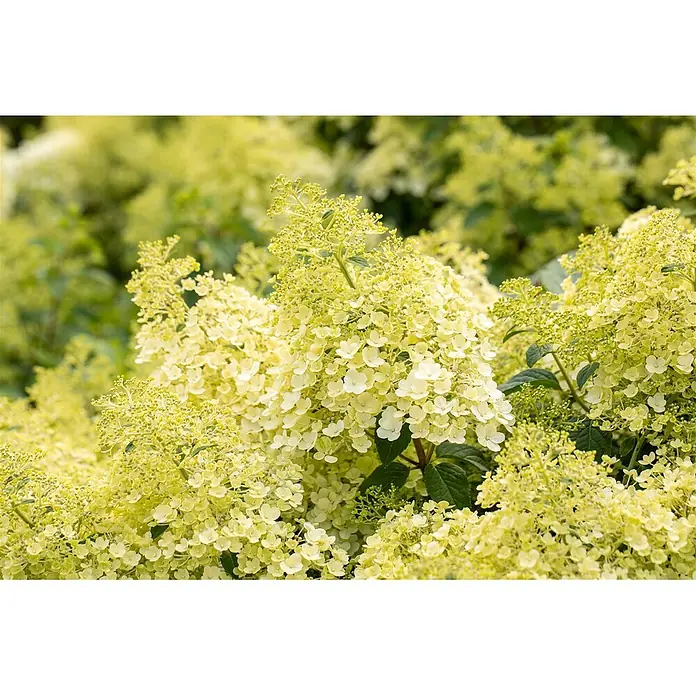 Pflanzen für dich Rispen-Hortensie Rispenhortensie - Hydrangea paniculata 'Bobo', Weiß - Üppiger Strauch mit hellgelb-grünen konischen Blütenständen und Knospen.