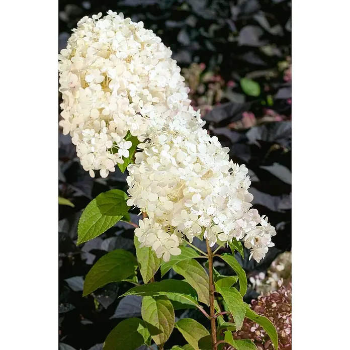 Pflanzen für dich Rispen-Hortensie Rispenhortensie - Hydrangea paniculata 'Bobo', Weiß - Weiße konische Hortensienblüten mit grünen Blättern vor dunklem Laubhintergrund.