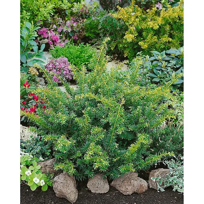 Pflanzen für dich Heimische Eibe 25-30 cm - Taxus baccata 'Summergold', Aktuelle Wuchshöhe: 25 cm - 30 cm - Kompakter immergrüner Strauch mit grünen Nadeln und gelbem Neuaustrieb, eingebettet in ein Gartenbeet mit anderen Pflanzen und Steinen.