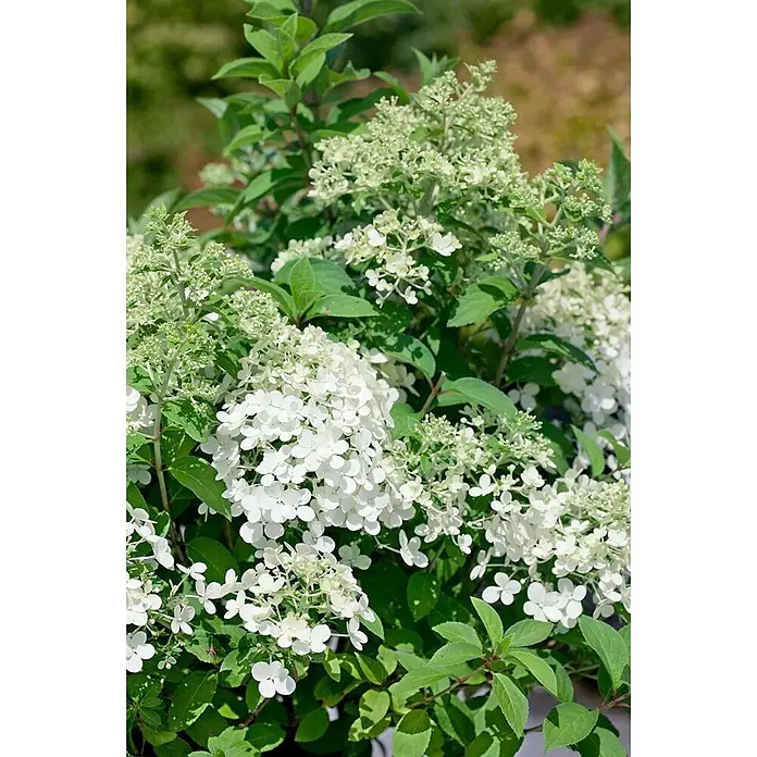 Pflanzen für dich Rispen-Hortensie Rispenhortensie - Hydrangea paniculata 'Bobo', Weiß - Weiße Rispenhortensie mit grünen Blättern und sich entwickelnden Blütenständen.