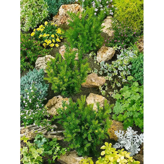 Pflanzen für dich Heimische Eibe 25-30 cm - Taxus baccata 'Osterberg', Aktuelle Wuchshöhe: 25 cm - 30 cm - Ein üppiger Steingarten mit immergrünen Sträuchern, gelben, lila, weißen Blüten, Bodendeckern und Natursteinen, für vielfältige Gestaltung.