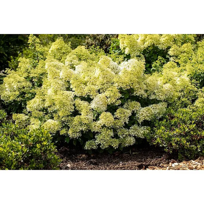 Pflanzen für dich Rispen-Hortensie Rispenhortensie - Hydrangea paniculata 'Bobo', Weiß - Leuchtender Strauch mit zahlreichen hellgrünen und weißen konischen Hortensienblüten.