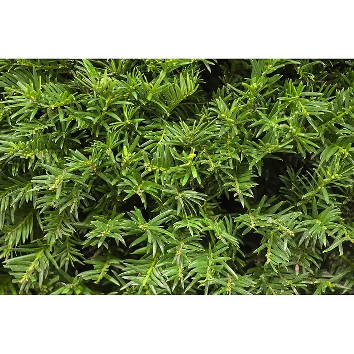 Pflanzen für dich Heimische Eibe 25-30 cm - Taxus baccata 'Osterberg', Aktuelle Wuchshöhe: 25 cm - 30 cm - Dichtes, leuchtend grünes immergrünes Laub mit kurzen, flachen Nadeln und neuen Triebspitzen.