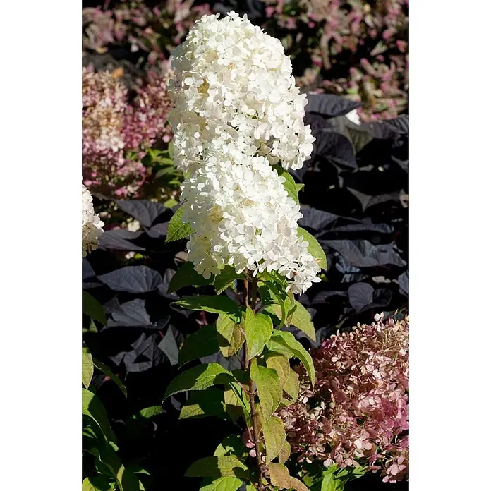 Pflanzen für dich Rispen-Hortensie Rispenhortensie - Hydrangea paniculata 'Bobo', Weiß - Weiße Rispenhortensienblüten blühen in einem Garten.