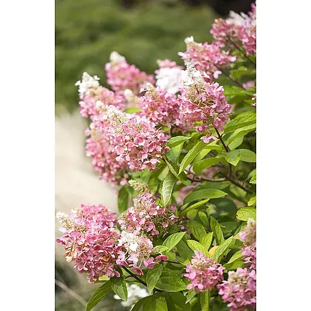 Pflanzen für dich  Rispen-Hortensie 40-60 cm
