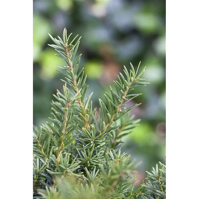 Pflanzen für dich Becher-Eibe 20-25 cm - Taxus baccata 'Repandens', Aktuelle Wuchshöhe: 20 cm - 25 cm - Nahaufnahme von grünen Nadelbaumzweigen mit nadelartigen Blättern und rotbraunen Stängeln.