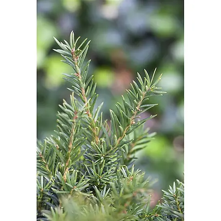 Pflanzen für dich  Heimische Eibe 100-125 cm