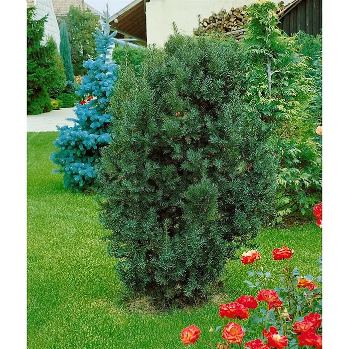 Pflanzen für dich Heimische Eibe 100-125 cm - Taxus × media 'Kazio', Aktuelle Wuchshöhe: 100 cm - 125 cm - Dichter, dunkelgrüner immergrüner Strauch mit kleinen roten Beeren im Garten.