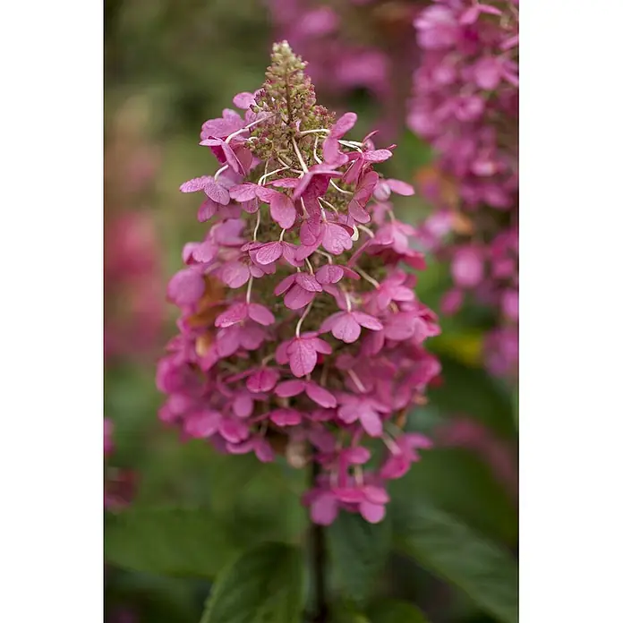 Pflanzen für dich Rispen-Hortensie 60-80 cm - Hydrangea paniculata 'Pinky Winky', Mehrfarbig - Leuchtend rosa, konischer Blütenstand mit kleinen, zahlreichen Blütenblättern und grünen Knospen.