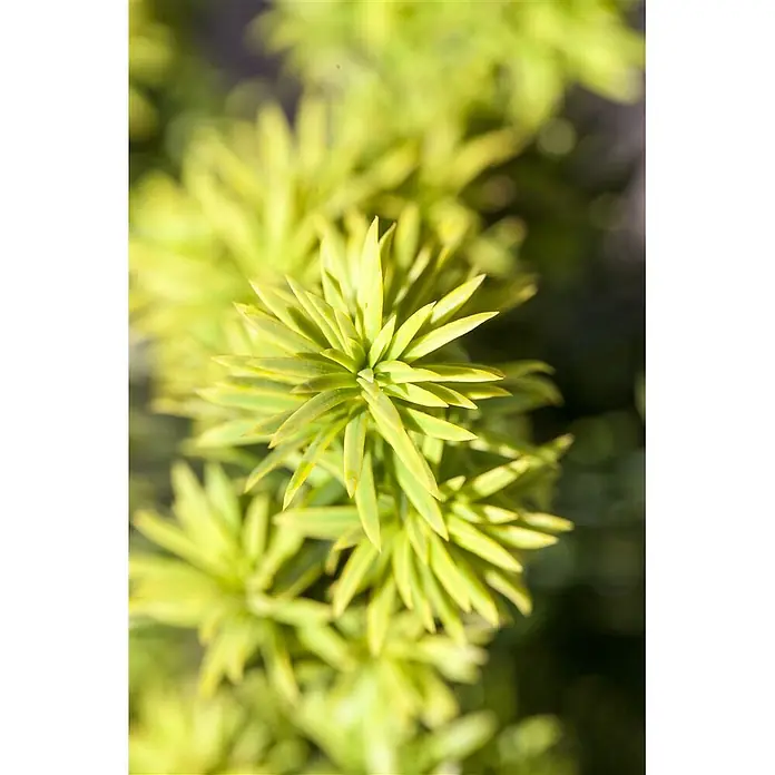 Pflanzen für dich Becher-Eibe 25-30 cm - Taxus baccata 'Washingtonii', Aktuelle Wuchshöhe: 25 cm - 30 cm - Lebhaft grün-gelbe Pflanze mit stacheligen, nadelartigen Blättern, dicht sternförmig angeordnet.