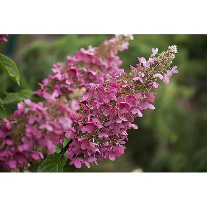 Pflanzen für dich Rispen-Hortensie 60-80 cm - Hydrangea paniculata 'Pinky Winky', Mehrfarbig - Leuchtend rosa, kegelförmige Blütenstände an einer Pflanze.