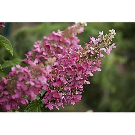 Pflanzen für dich  Rispen-Hortensie 40-60 cm
