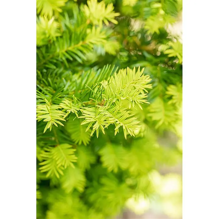 Pflanzen für dich Becher-Eibe 25-30 cm - Taxus baccata 'Washingtonii', Aktuelle Wuchshöhe: 25 cm - 30 cm - Helle grüne Nadelblätter einer frischen Pflanze oder Konifere, mit hellem Neuaustrieb im Fokus.