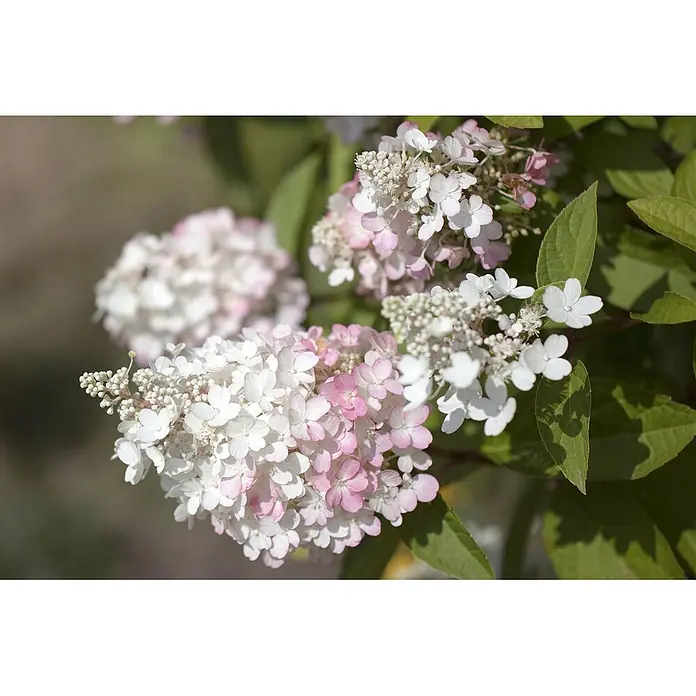 Pflanzen für dich Rispen-Hortensie 60-80 cm - Hydrangea paniculata 'Pinky Winky', Mehrfarbig - Gruppen weißer und rosa Rispenhortensienblüten mit grünen Blättern.