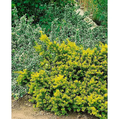 Pflanzen für dich  Becher-Eibe 125-150 cm