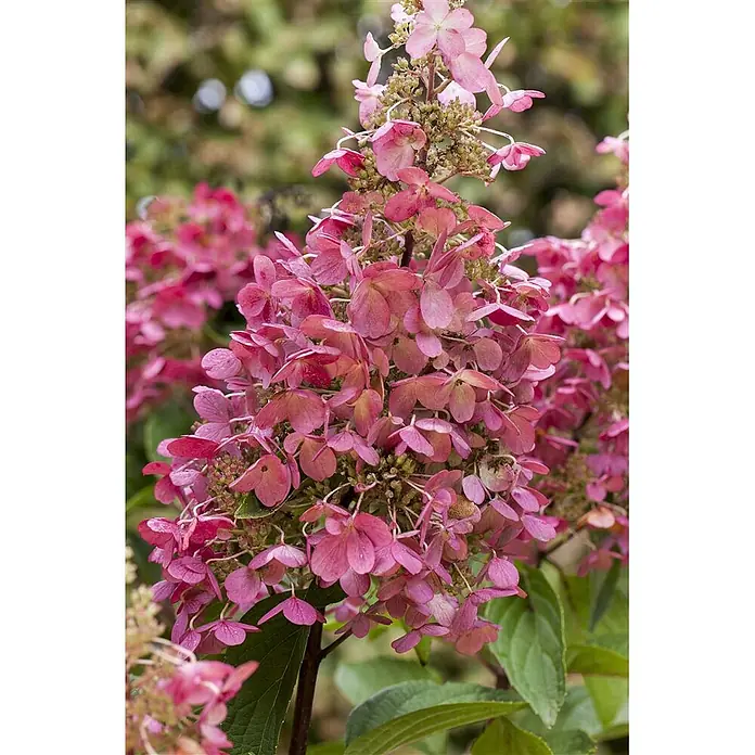 Pflanzen für dich Rispen-Hortensie 60-80 cm - Hydrangea paniculata 'Pinky Winky', Mehrfarbig - Rosafarbene Blütenrispe mit zahlreichen zarten Blüten.