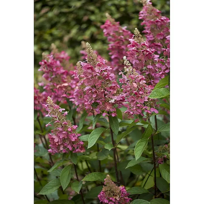 Pflanzen für dich Rispen-Hortensie 60-80 cm - Hydrangea paniculata 'Pinky Winky', Mehrfarbig - Leuchtend rosa, konische Rispenhortensienblüten in voller Blüte mit grünem Laub.